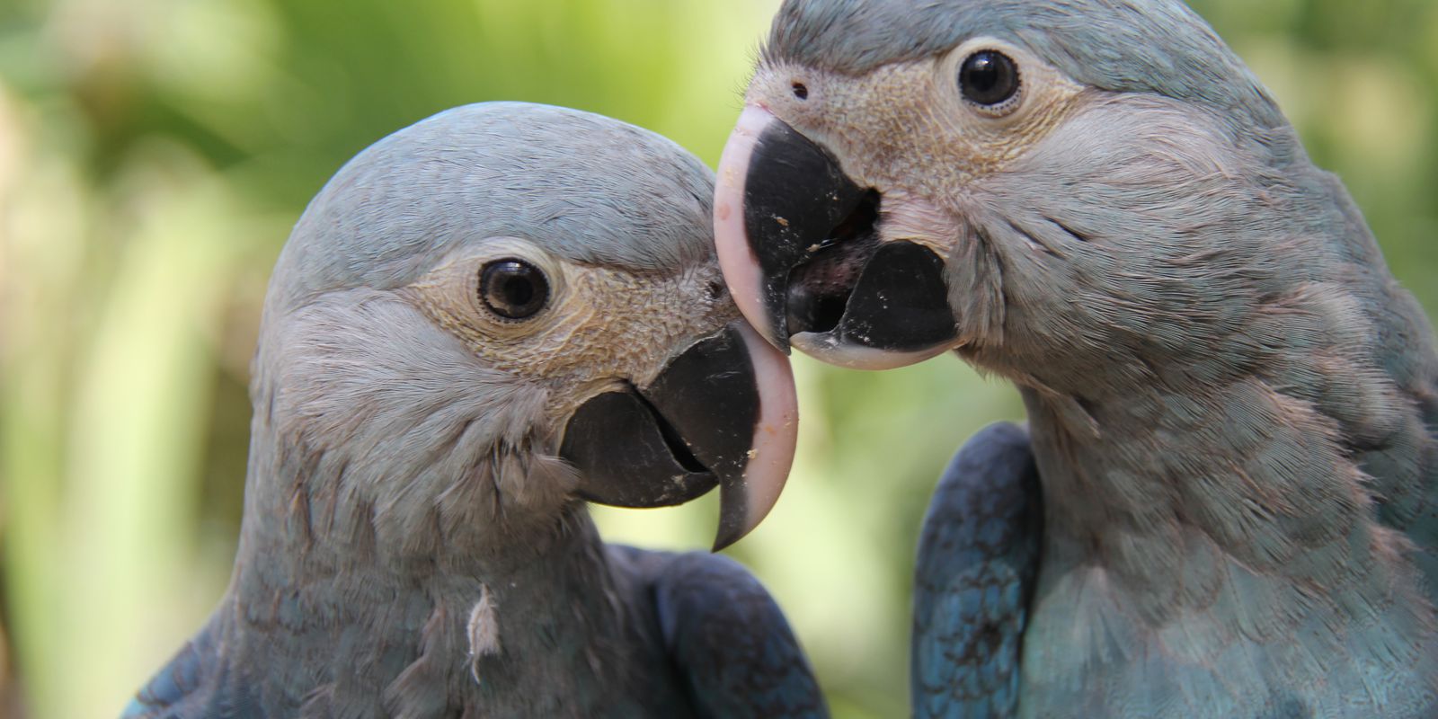 Parceria entre ministério e Unesco premiará projetos de biodiversidade